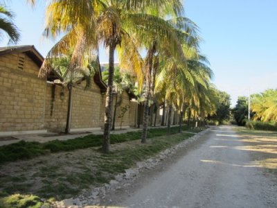Villag Gonaivese des Dattes aux